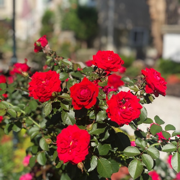 Meet your Posher, Maye - Picture 1 of 1